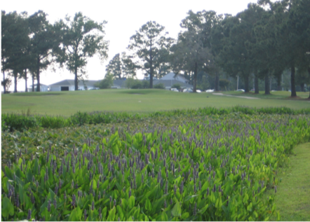 Figure 1. Stormwater wetland on a golf course in eastern NC